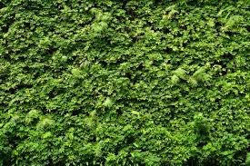GREEN WALL & VERTICAL GARDEN