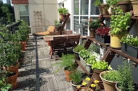 TERRACE & BALCONY GARDENS